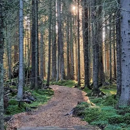 Treetop Ekne - Hytte I Skogen Med Hengebru * Levanger